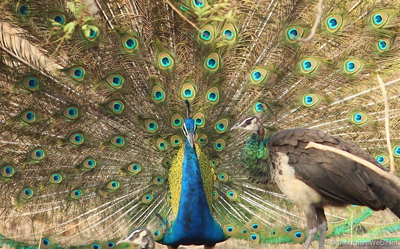 Indian Peafowl